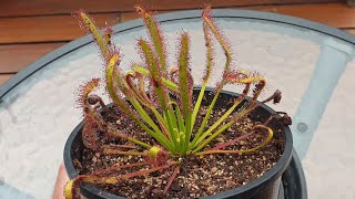 Drosera Capensis  The Perfect Beginner Sundew [upl. by Giustino]