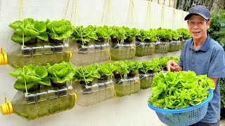 Amazing Lettuce Garden from Plastic Bottles Vertical Gardening on Walls at Home [upl. by Kurzawa971]