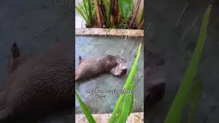 Orphaned baby otters find a loving home otters shorts cute heartwarming [upl. by Tija]