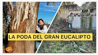 10 Podamos el eucalipto PARA HACER UNA CABAÑA EN EL ARBOL la orilla del RÍO TAJO JUNTO A LA FINCA [upl. by Garneau]