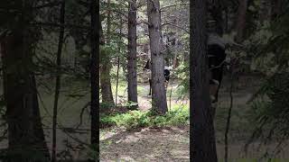 putting the sneaks on the Bull Moose bullmoose moose wildlifephotography colorado moosehunting [upl. by Kala]