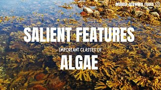 Salient Features Of Algae  Chlorophyceae Pheophyceae Xanthophyceae Rhodophyceae Dinophyceae [upl. by Nivk883]