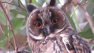 Longeared Owl Asio otus Νανόμπουφος Αρκόθουπος  Cyprus [upl. by Uot]