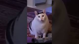 Animais dançando 🥰🤣 animals animaisengraçados animaisfofos animaisfantasticos dança cat dog [upl. by Benzel769]