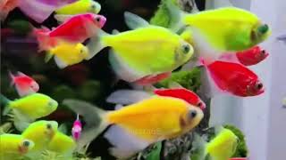 මාළු ටැංකි ලස්සන කරන පාට පාට මාළු  glofish neon tetra tank [upl. by Azilem712]