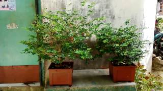 Koleksi Bonsai Jeruk kingkit  Lime Berry  berbuah lebat [upl. by Mohorva]