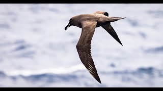 Sooty Albatross on the Flock to Marion 2022 Supporting the Mouse free Marion Project Marion Island [upl. by Daniel]