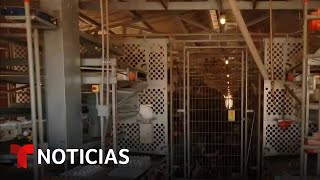 Entramos a una granja que produce huevos para ver cómo evitar la gripe aviar  Noticias Telemundo [upl. by Favian]