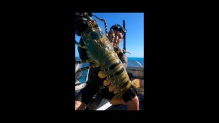 GIANT LOBSTER caught by hand shorts [upl. by Ahsilahk]