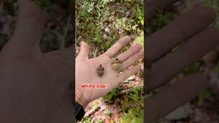 White Oak vs Red Oak  Easy Identification  Deer Food [upl. by Peale]