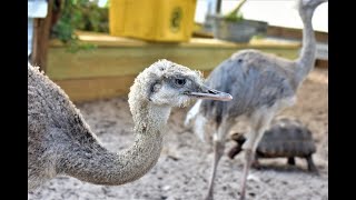 Havin a RHEA Good Time Raising Rhea BIRDS [upl. by Niessuh]