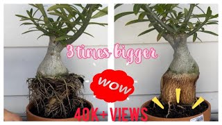 Learn to get 3 times bigger Adenium Caudex in 4 minutes how to get bigger amp thicker Adenium caudex [upl. by Ecnerrot562]