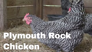 Chicken Breed Analysis Plymouth Rock [upl. by Miof Mela]