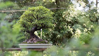 How to Make a Ficus Bonsai [upl. by Aicrag]