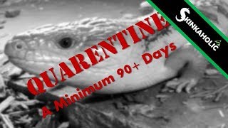 Quarantine Important Practice for Keeping Blue Tongue Skinks or Any Reptile Collection  Ep 9 [upl. by Kadner713]