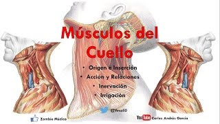 Anatomía  Músculos del Cuello Inserción Inervación Irrigación y Acción [upl. by Daughtry56]