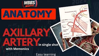 Axillary artery anatomy  Branches and Relations । MBBS Marvel। Mnemonics [upl. by Teeniv]