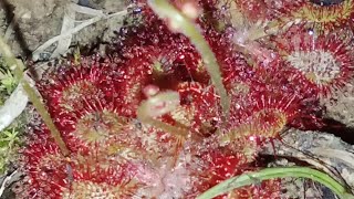 Drosera natalensis a rare carnivorous Sundew plant in its natural habitat [upl. by Bruns642]