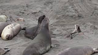 Elephant seal pups playing in March  San Simeon city California [upl. by Ailsun792]