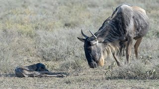 How Mother Wildebeest Giving Birth Success [upl. by Larual]