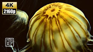 Deep🧘🏼‍♀️Calming Sound 4K🖥12HRS Fantagic 🌬Pacific Seanettle Jellies [upl. by Putnam]