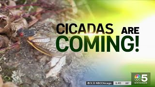 Everything you need to know about the 2024 Cicada emergence [upl. by Akenit]