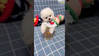 Teacup Pomeranian Dog VS Shih Tzu Dog  cute puppy shorts video viral shorts tranding cutedog [upl. by Enneyehs]