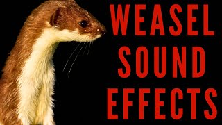 WHAT SOUND DOES A WEASEL MAKE  Weasel Sound Effects  maktubytv [upl. by Akimas205]