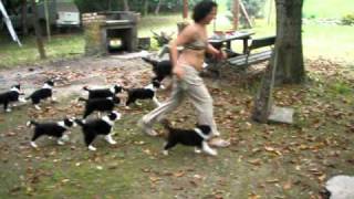 Border collie 11 puppies and mother Boni owner Goga [upl. by Atkins]