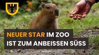 CapybaraMädchen ist neuer Star im Dortmunder Zoo [upl. by Sherborne969]