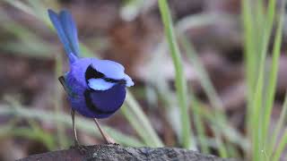 Blue fairy wren bird [upl. by Alegnatal]