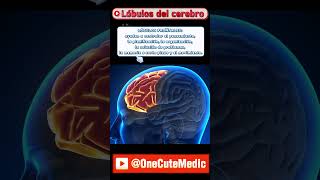 LÓBULOS DEL CEREBRO  OneCuteMedic [upl. by Aaron]