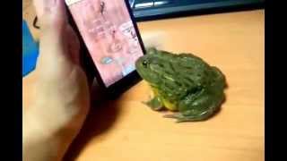 Frog plays Ant Crusher and eat my finger FULL VIDEO IPHONE Frosch grenouille doigt rana dedo Galaxy [upl. by Kyd]