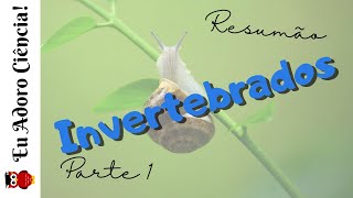 Resumão Reino Metazoa Invertebrados parte 1 [upl. by Ecnatsnoc568]