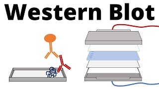 Western Blot  Protein Immunoblot explained [upl. by Kirtley]