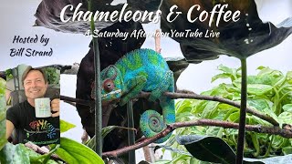 Chameleon Live Discussion [upl. by Izzy]