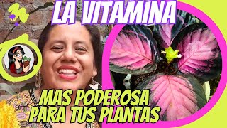 ☘5 maneras de aplicar NITRÓGENO en tus PLANTAS [upl. by Bright155]