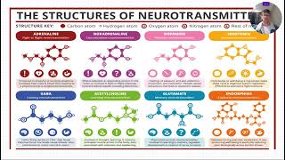 325  Synapses and Neurotransmitters [upl. by Leavy]