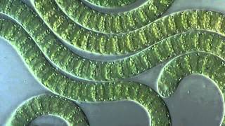 Цианобактериисинезеленые водоросли под микроскопом Cyanobacteria under microscope [upl. by Yug]