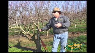 How To Graft A Fruit Tree [upl. by Nonnelg]