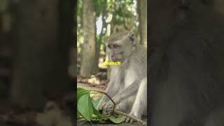 Dusky Leaf Monkeys DuskyLeafMonkeys PrimateConservation thailandtourism amazingthailand facts [upl. by Hullda]