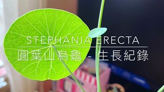 Stephania Erecta  圓葉山烏龜  生長紀錄 兩個半月的轉變  塊根植物 多肉植物 Caudex Plants [upl. by Perr]