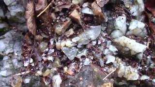 CRYSTALS AT AN ONTARIO PEGMATITE [upl. by Linsk]