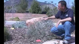 Drought Resistant Plants in Southern Utah [upl. by Walley699]