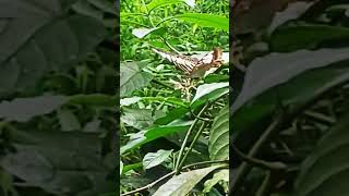 Clipper butterfly  Parthenos sylvia butterfly [upl. by Gnen]