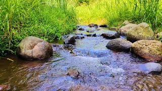 Serene River Flow and Calming Bird Sounds in Nature [upl. by Sianna]