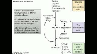 Medical Biochemistry Folate B12 and SAM 1 SKILDUM [upl. by Albric522]