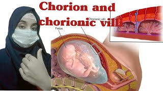 Chorion and chorionic villi by us medicos [upl. by Valma816]