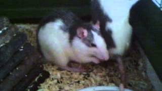 Ratten film [upl. by Gretchen]