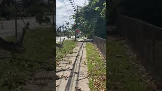 Tree brings down power lines in Willowick due to Tuesdays severe storms [upl. by Arahc]